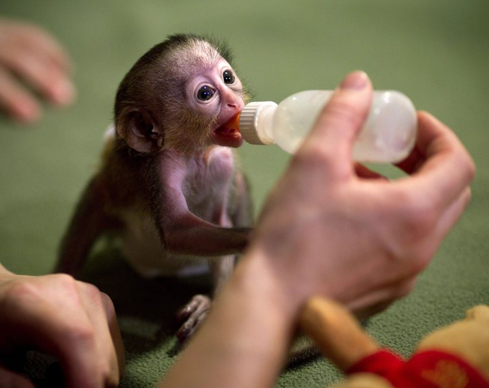 epa03038445 A nine-day-old Mona monkey is fed by zookeeper Susann Paelecke at the zoo in Magdeburg, Germany, 19 December 2011.  EPA/JENS WOLF